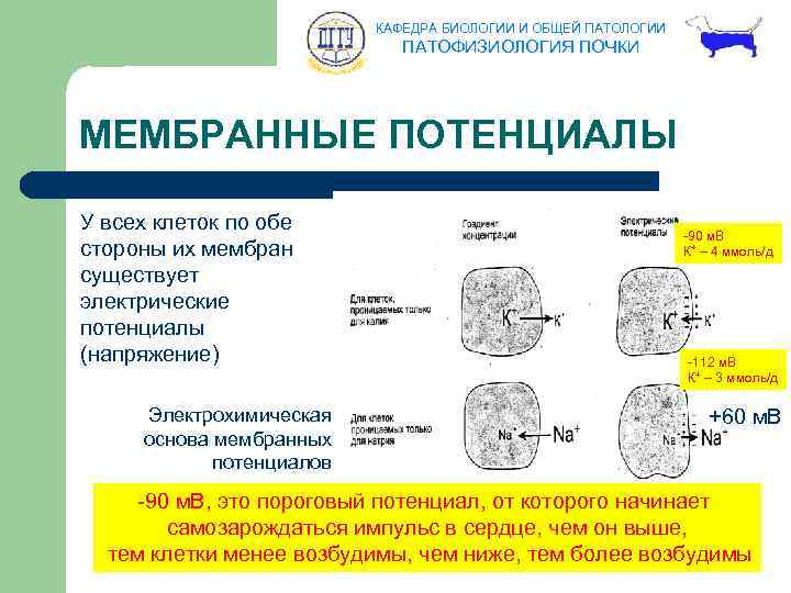 КАФЕДРА БИОЛОГИИ И ОБЩЕЙ ПАТОЛОГИИ ПАТОФИЗИОЛОГИЯ ПОЧКИ МЕМБРАННЫЕ ПОТЕНЦИАЛЫ У всех клеток по обе