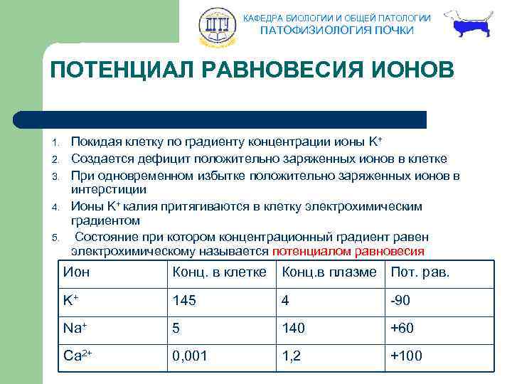 КАФЕДРА БИОЛОГИИ И ОБЩЕЙ ПАТОЛОГИИ ПАТОФИЗИОЛОГИЯ ПОЧКИ ПОТЕНЦИАЛ РАВНОВЕСИЯ ИОНОВ 1. 2. 3. 4.