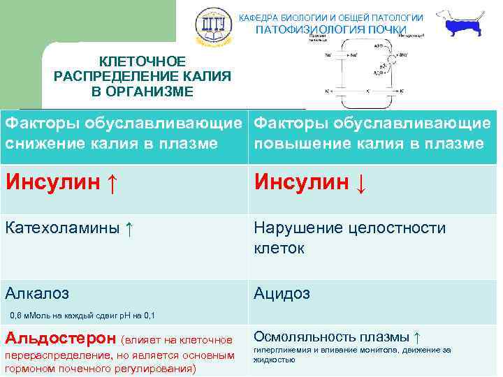 КАФЕДРА БИОЛОГИИ И ОБЩЕЙ ПАТОЛОГИИ ПАТОФИЗИОЛОГИЯ ПОЧКИ КЛЕТОЧНОЕ РАСПРЕДЕЛЕНИЕ КАЛИЯ В ОРГАНИЗМЕ Факторы обуславливающие