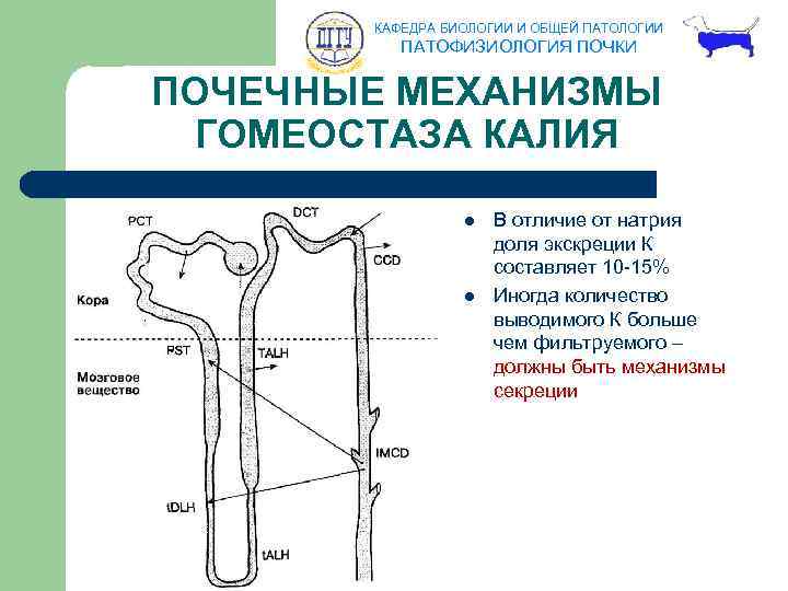 КАФЕДРА БИОЛОГИИ И ОБЩЕЙ ПАТОЛОГИИ ПАТОФИЗИОЛОГИЯ ПОЧКИ ПОЧЕЧНЫЕ МЕХАНИЗМЫ ГОМЕОСТАЗА КАЛИЯ l l В