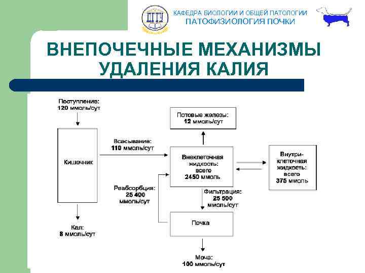 КАФЕДРА БИОЛОГИИ И ОБЩЕЙ ПАТОЛОГИИ ПАТОФИЗИОЛОГИЯ ПОЧКИ ВНЕПОЧЕЧНЫЕ МЕХАНИЗМЫ УДАЛЕНИЯ КАЛИЯ 