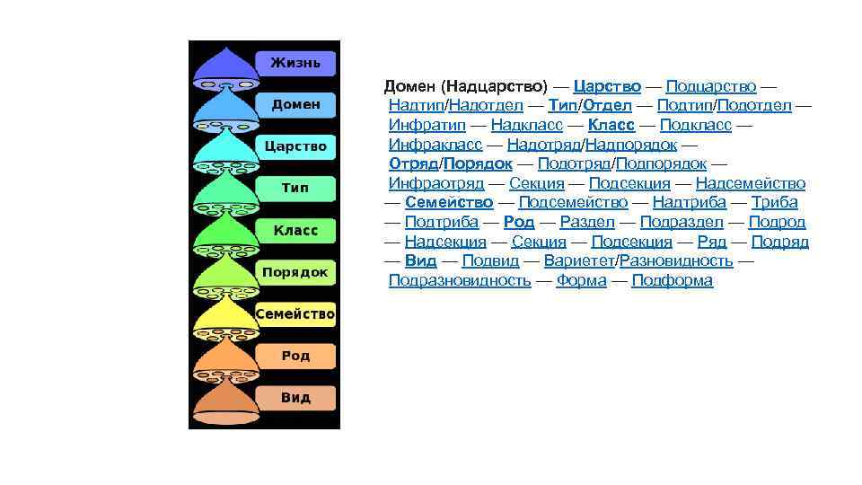 Домен (Надцарство) — Царство — Подцарство — Надтип/Надотдел — Тип/Отдел — Подтип/Подотдел — Инфратип