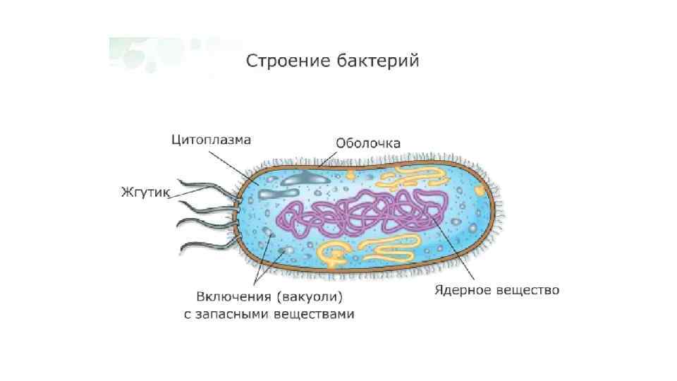 Какие особенности бактериальной клетки. Строение клетки бактерии. Строение бактериальной клетки 5 класс биология. Схема строения бактериальной клетки 5 класс биология. Строение бактериальной клетки клетки.