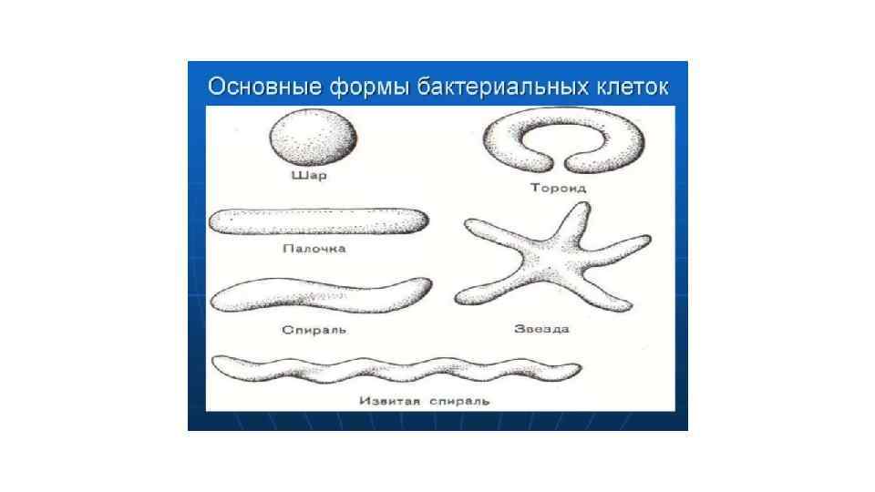 К какому царству подцарству типу относят изображенный на рисунке организм укажите название и роль