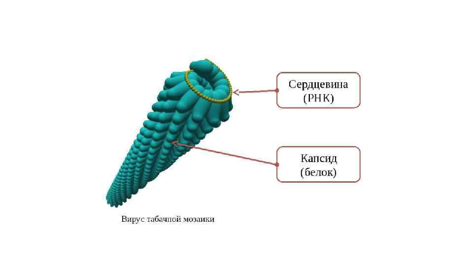 Строение вируса табачной мозаики рисунок