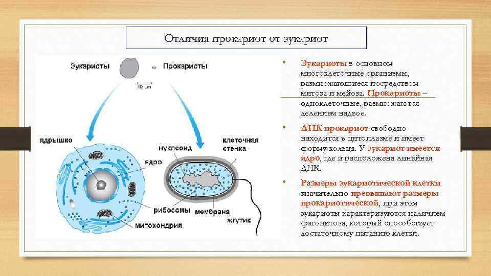 Отличия прокариот от эукариот • Эукариоты в основном многоклеточные организмы, размножающиеся посредством митоза и