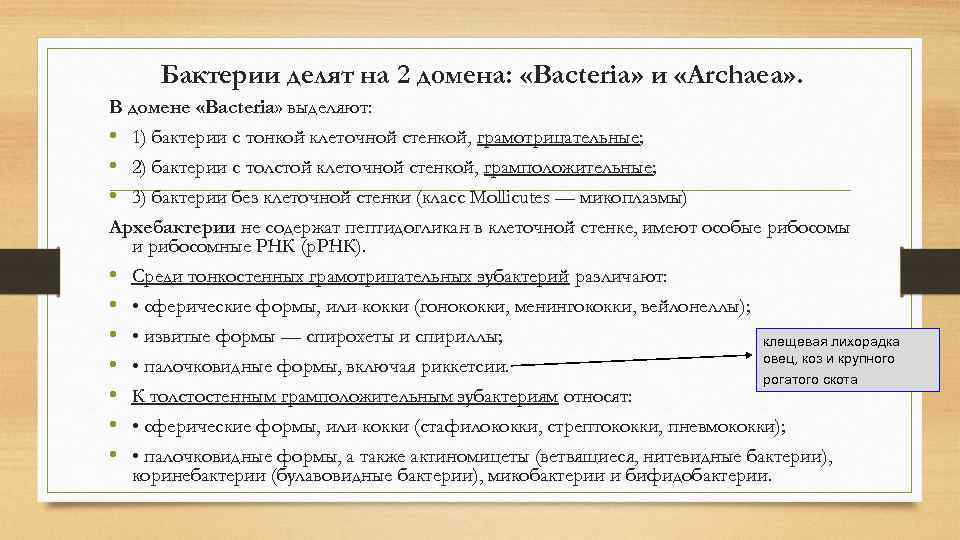 Бактерии делят на 2 домена: «Bacteria» и «Archaea» . В домене «Bacteria» выделяют: •