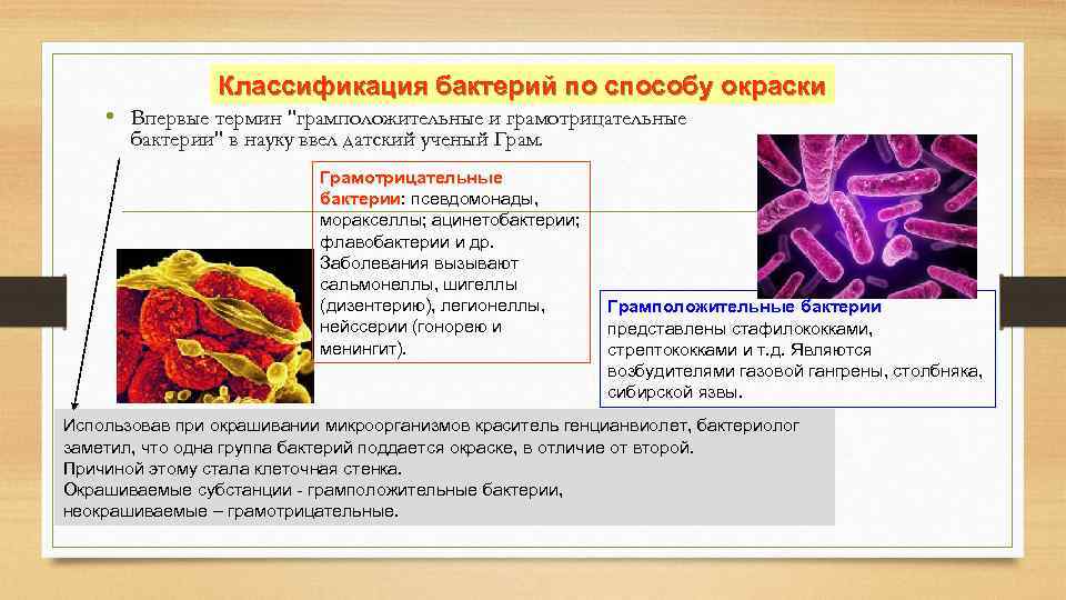 Классификация бактерий по способу окраски • Впервые термин "грамположительные и грамотрицательные бактерии" в науку