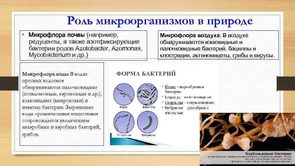 Роль грибов в жизни бактерий. Роль бактерий в природе. Азотфиксирующие бактерии функции. Роль азотфиксирующих бактерий. Азотфиксирующие бактерии значение в природе.