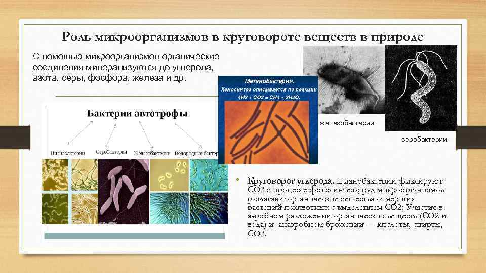 Роль микроорганизмов в круговороте веществ в природе С помощью микроорганизмов органические соединения минерализуются до