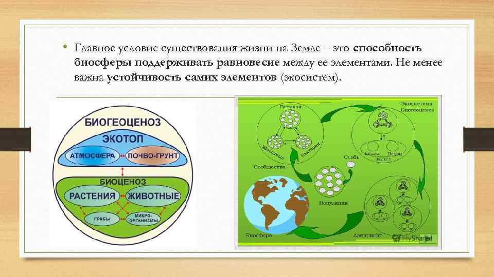  • Главное условие существования жизни на Земле – это способность биосферы поддерживать равновесие