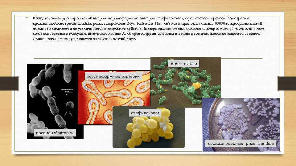  • Кожу колонизируют пропионибактерии, коринеформные бактерии, стафилококки, стрептококки, дрожжи Pityrosporum, дрожжеподобные грибы Candida,