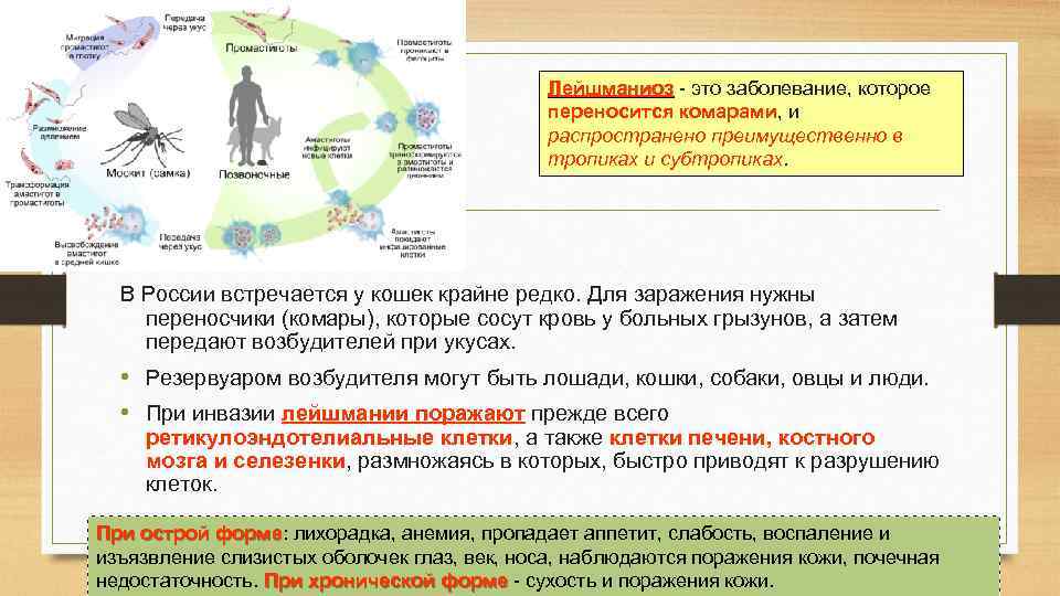 Лейшманиоз - это заболевание, которое переносится комарами, и распространено преимущественно в тропиках и субтропиках.