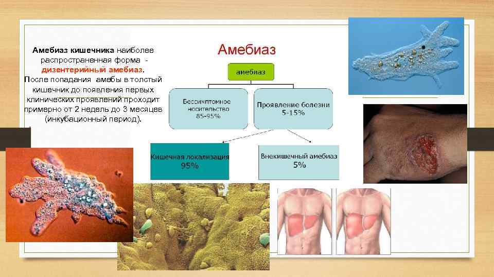 Амебиаз кишечника наиболее распространенная форма - дизентерийный амебиаз. После попадания амебы в толстый кишечник