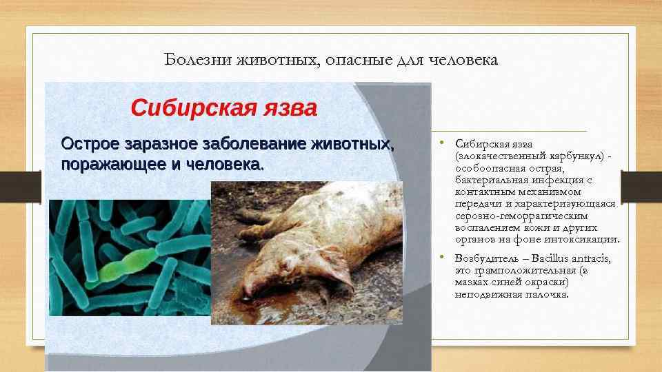Болезни животных, опасные для человека • Сибирская язва (злокачественный карбункул) особоопасная острая, бактериальная инфекция