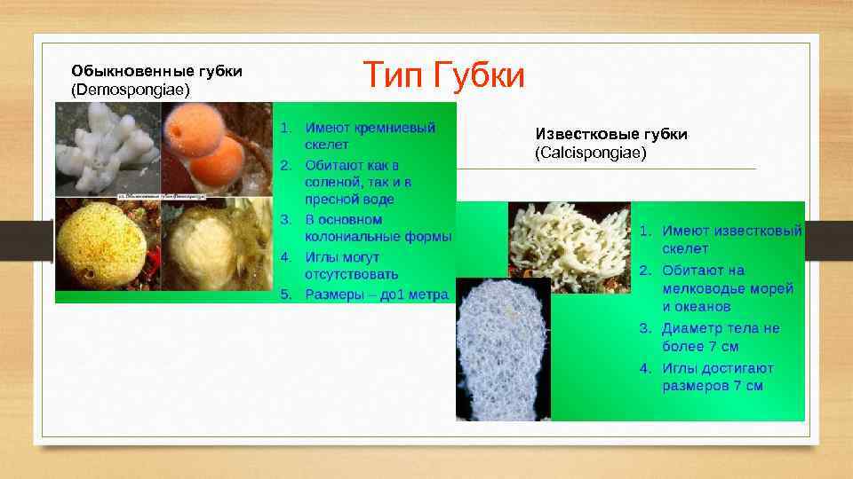 Обыкновенные губки (Demospongiae) Тип Губки Известковые губки (Calcispongiae) 