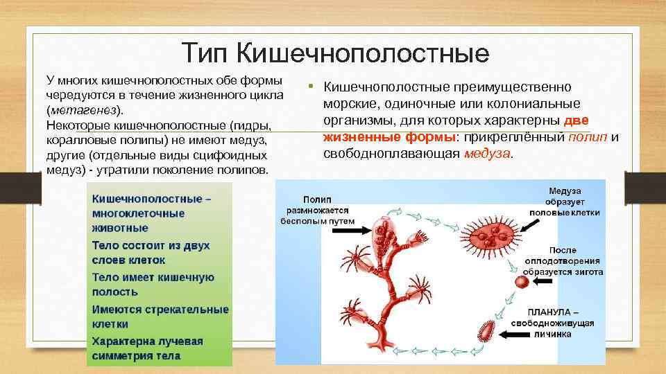 Тип Кишечнополостные У многих кишечнополостных обе формы чередуются в течение жизненного цикла (метагенез). Некоторые