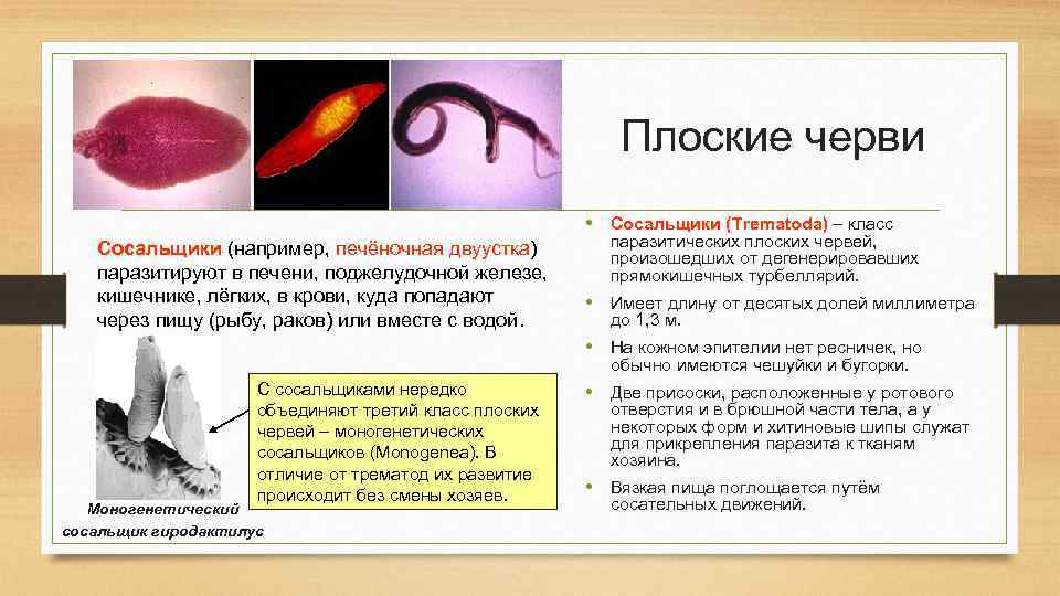 Плоские черви • Сосальщики (Trematoda) – класс (Trematoda) Сосальщики (например, печёночная двуустка) Сосальщики паразитируют