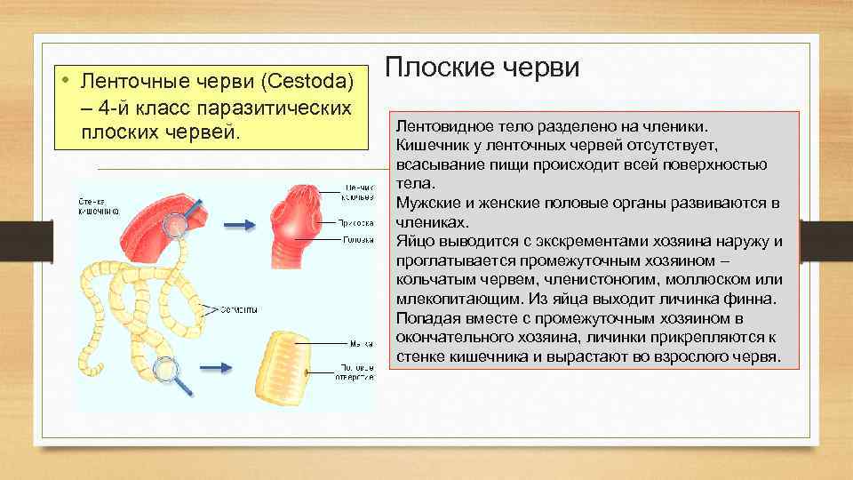  • Ленточные черви (Cestoda) – 4 -й класс паразитических плоских червей. Плоские черви