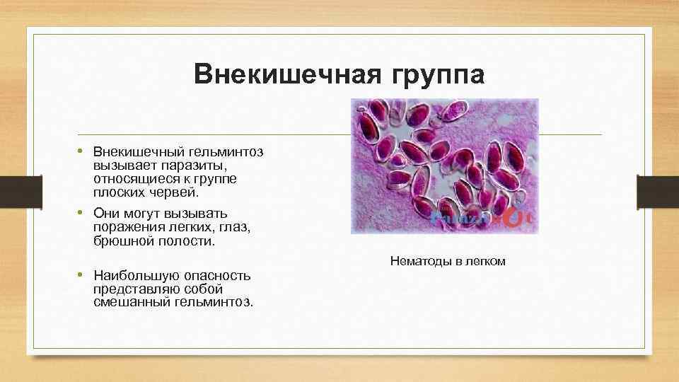 Внекишечная группа • Внекишечный гельминтоз вызывает паразиты, относящиеся к группе плоских червей. • Они