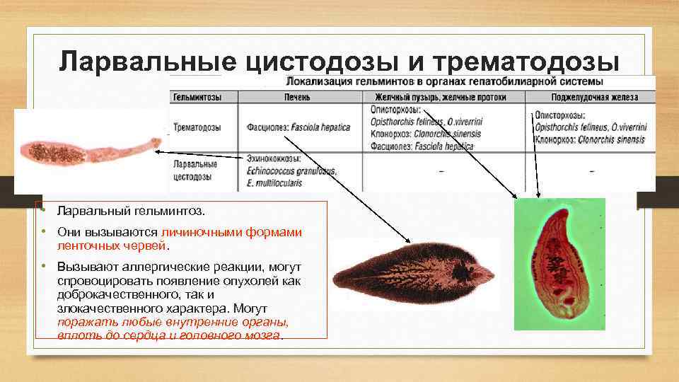 Ларвальные цистодозы и трематодозы • Ларвальный гельминтоз. • Они вызываются личиночными формами ленточных червей.