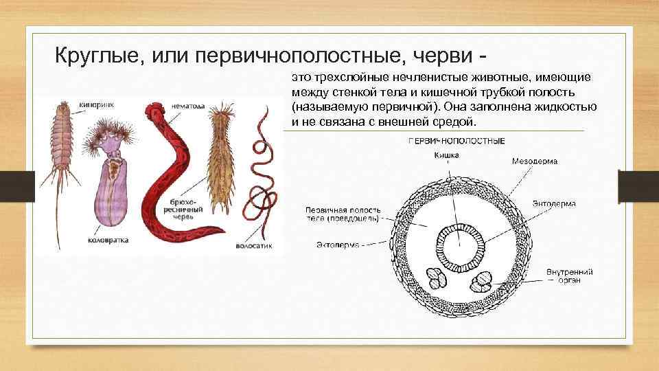 Круглые, или первичнополостные, черви - это трехслойные нечленистые животные, имеющие между стенкой тела и