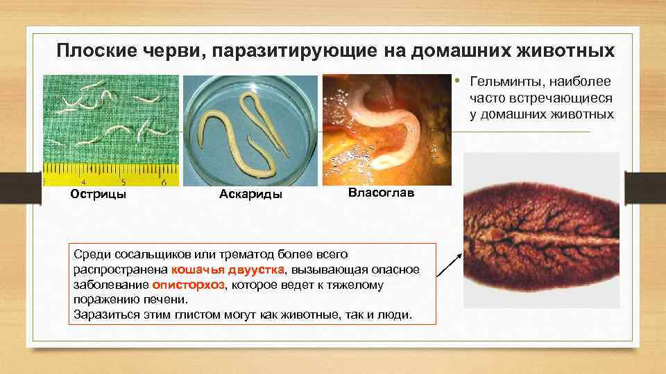 Плоские черви, паразитирующие на домашних животных • Гельминты, наиболее часто встречающиеся у домашних животных