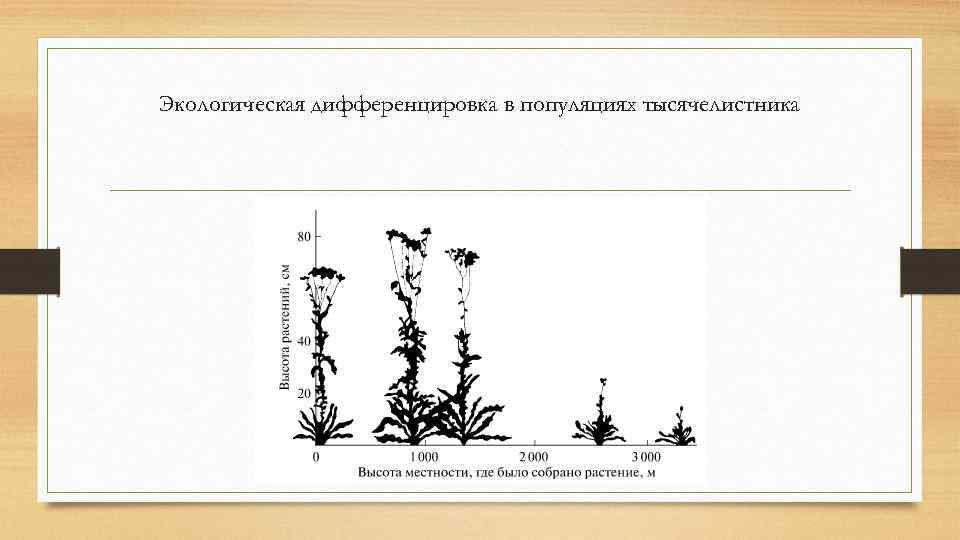 Экологическая дифференцировка в популяциях тысячелистника 