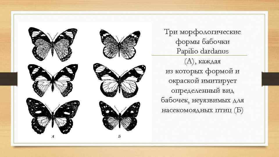 Три морфологические формы бабочки Papilio dardanus (А), каждая из которых формой и окраской имитирует