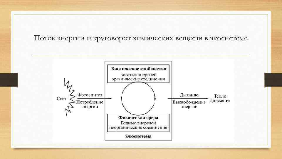 Поток энергии и круговорот химических веществ в экосистеме 