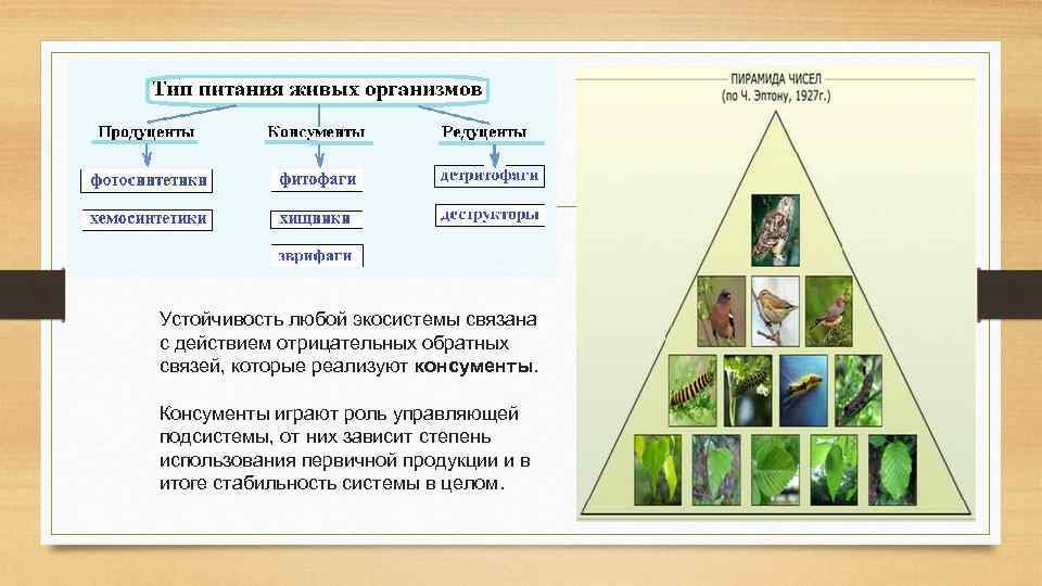 Устойчивость любой экосистемы связана с действием отрицательных обратных связей, которые реализуют консументы. Консументы играют