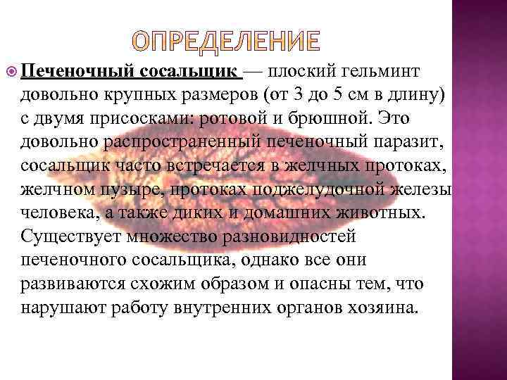  Печеночный сосальщик — плоский гельминт довольно крупных размеров (от 3 до 5 см