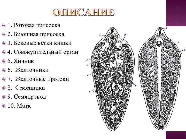 1. Ротовая присоска 2. Брюшная присоска 3. Боковые ветки кишки 4. Совокупительный орган 5.