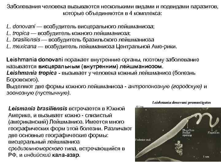 Заболевания человека вызываются несколькими видами и подвидами паразитов, которые объединяются в 4 комплекса: L.