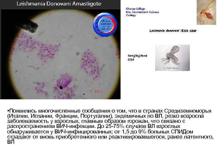  • Появились многочисленные сообщения о том, что в странах Средиземноморья (Италии, Испании, Франции,