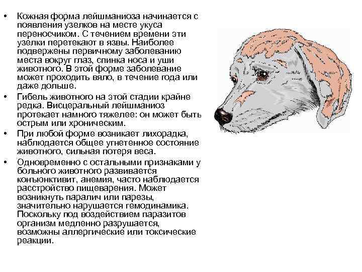  • • Кожная форма лейшманиоза начинается с появления узелков на месте укуса переносчиком.