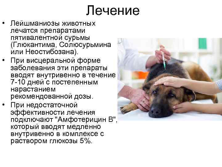 Лечение • Лейшманиозы животных лечатся препаратами пятивалентной сурьмы (Глюкантима, Солюсурьмина или Неостибозана). • При