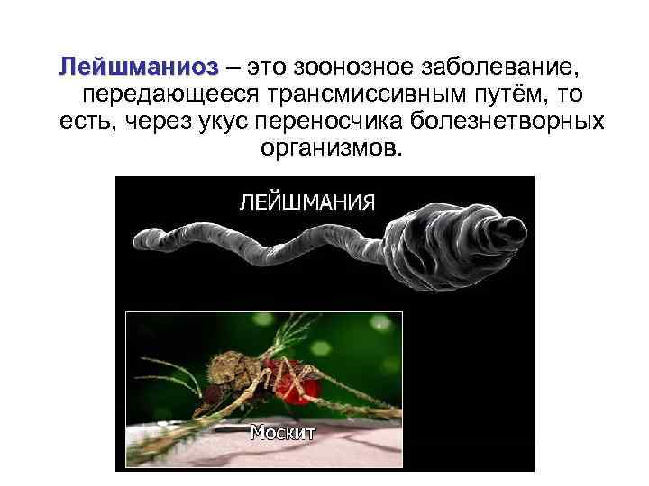 Лейшманиоз – это зоонозное заболевание, передающееся трансмиссивным путём, то есть, через укус переносчика болезнетворных