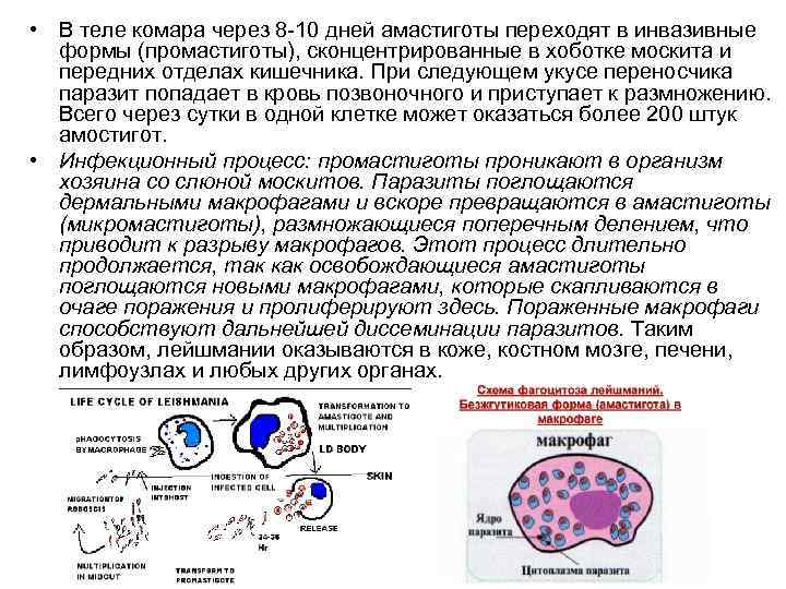  • В теле комара через 8 10 дней амастиготы переходят в инвазивные формы