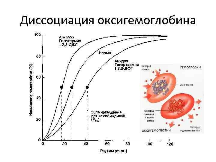 Схема насыщения крови кислородом