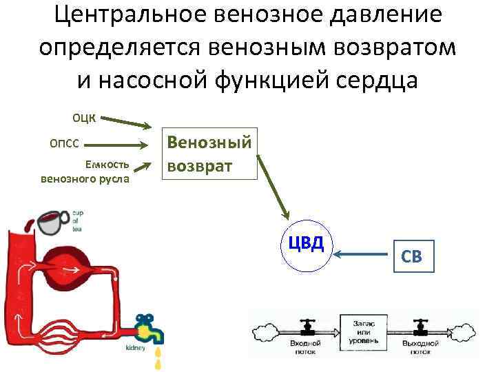Центральное венозное давление определяется венозным возвратом и насосной функцией сердца ОЦК ОПСС Емкость венозного