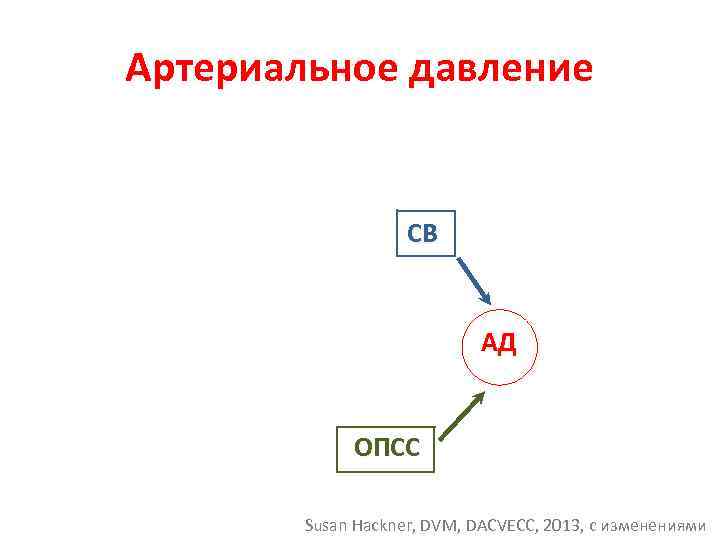 Артериальное давление СВ АД ОПСС Susan Hackner, DVM, DACVECC, 2013, с изменениями 