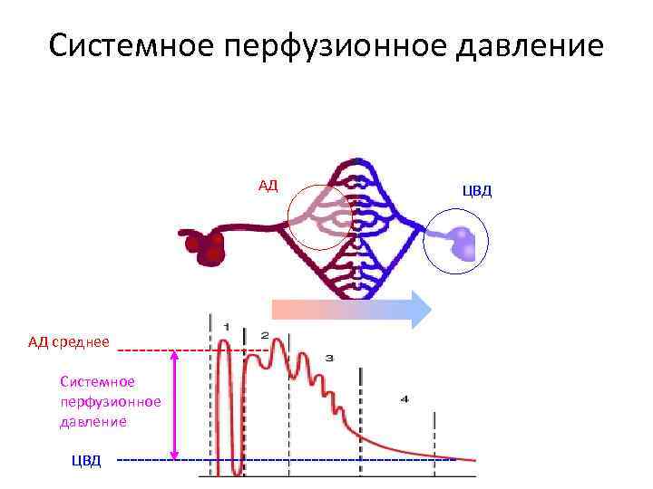 Системное перфузионное давление АД АД среднее Системное перфузионное давление ЦВД 