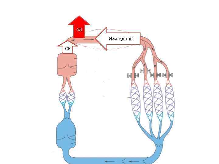 АД Импеданс СВ 