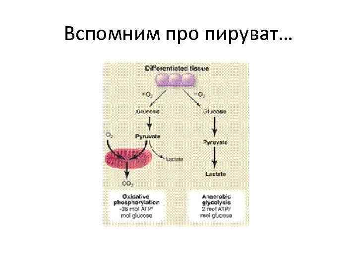 Вспомним про пируват… 