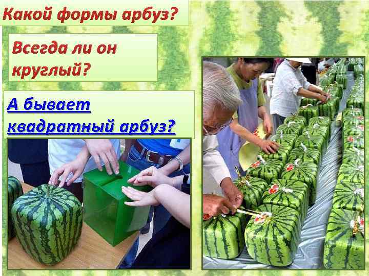 Какой формы арбуз? Всегда ли он круглый? А бывает квадратный арбуз? 