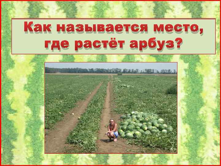 Как называется место, где растёт арбуз? 