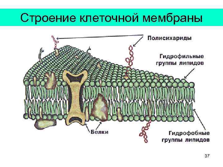 Строение клеточной мембраны 37 