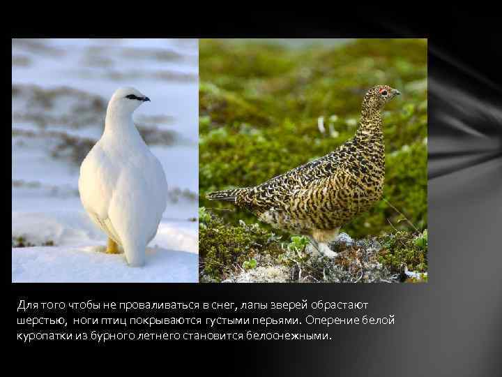 Для того чтобы не проваливаться в снег, лапы зверей обрастают шерстью, ноги птиц покрываются