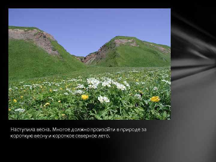 Наступила весна. Многое должно произойти в природе за короткую весну и короткое северное лето.